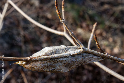 Εκτύπωση καμβά overwintered Cecropia silkworm silkmoth moth cocoon in a leaf attached to a twig
