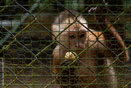 Photography Capuchin monkey sitting behind an old green wire fence, holding and eating a pie
