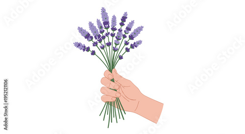 Human hand holding a bunch of fresh purple lavender flowers with green stems isolated on a clean white background.