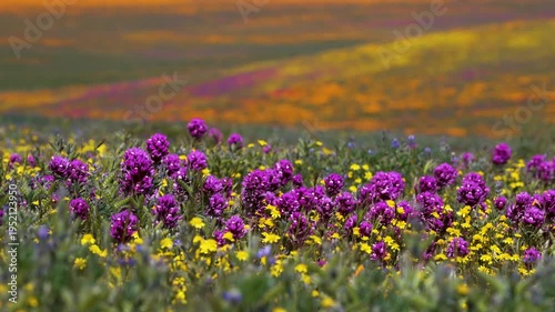 Wallpaper Mural Slow motion shot of purple owl's clover wildflower super bloom at Antelope Valley in Lancaster, California, USA Torontodigital.ca