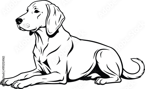 Black and white line art vector illustration of a loyal labrador retriever dog lying down in a relaxed pose isolated on white background.