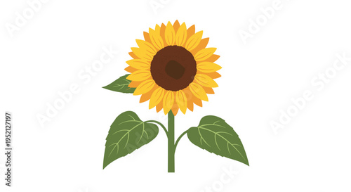 Bright yellow sunflower stands tall on its green stem with two large leaves against a clean, white, minimalist background.