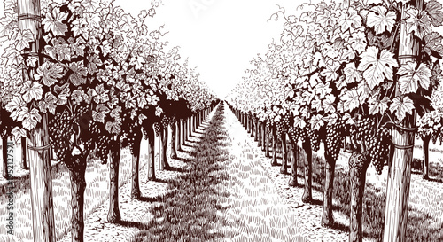 Vineyard landscape vector sketch showing rows of grapes and rural winery scenery
