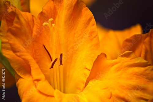Fotografie Closeup of an orange Gladiola flower.