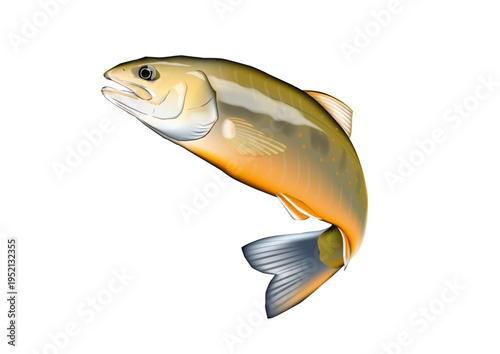 日本の渓流魚「オショロコマ」イラスト　ベクター形式