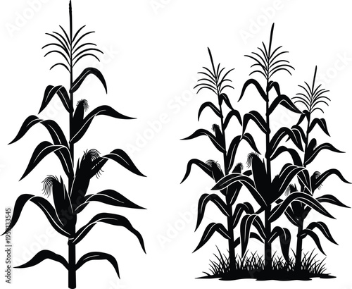 Black silhouettes of corn plants with visible ears and leaves, single stalk and grouped stalks, vector illustration for agriculture, farming, crops, food production, and ecology concepts