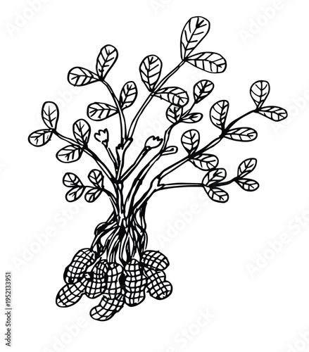 groundnuts plant with flower. peanuts plant hand drawn sketch