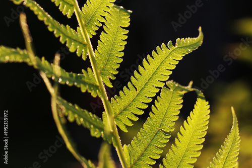 Quadro su tela Fern are vascular plants that reproduce using spores and do not produce seeds or flower