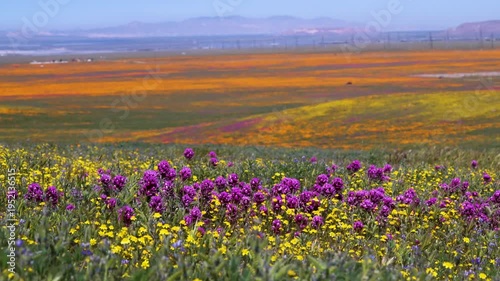 Wallpaper Mural Slow motion shot of wildflower super bloom at Antelope Valley in Lancaster, California, USA Torontodigital.ca