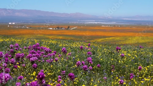 Wallpaper Mural Slow motion shot of wildflower super bloom at Antelope Valley in Lancaster, California, USA Torontodigital.ca