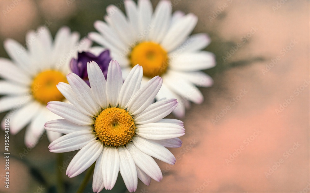 Fototapeta premium White daisies with yellow centers soft focus background.