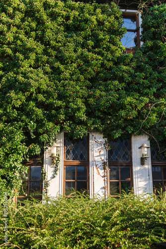 Traditional European house facade with wooden windows covered by lush climbing ivy plants in small German town