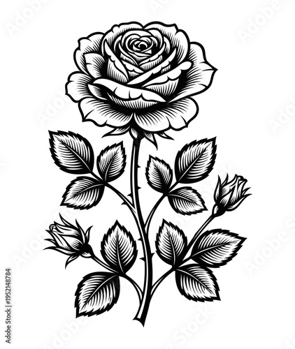 Illustration of Black and white rose tattoo design with leaves and stems