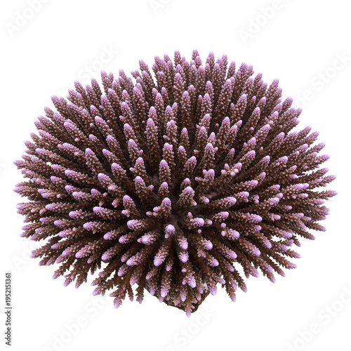 A closeup shot of a vibrant purple coral polyp cluster.