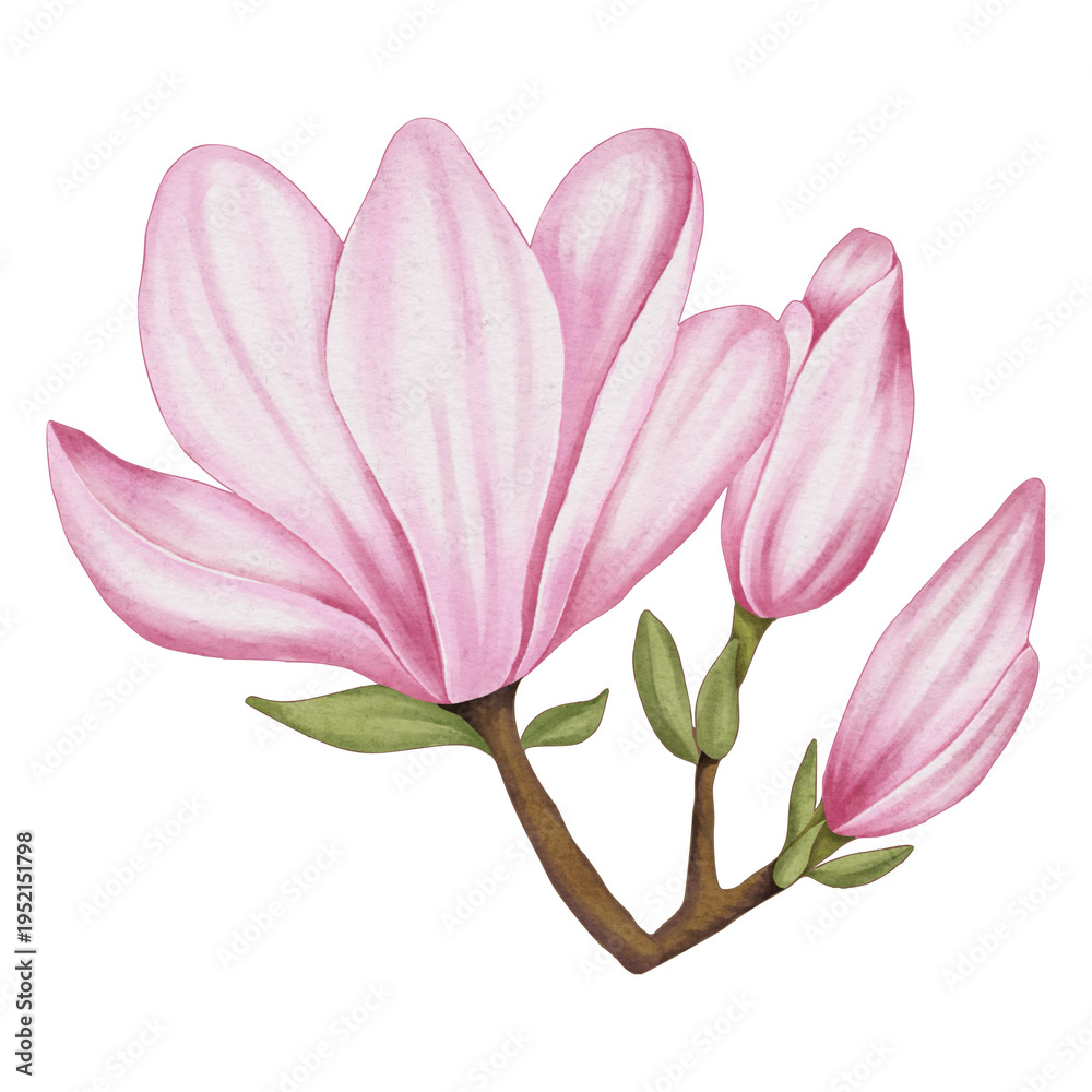 Fototapeta premium Watercolor Pink Magnolia Flower Illustration
