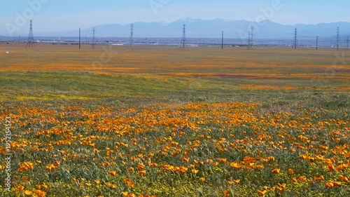 Wallpaper Mural Slow motion shot of wildflower super bloom at Antelope Valley in Lancaster, California, USA Torontodigital.ca