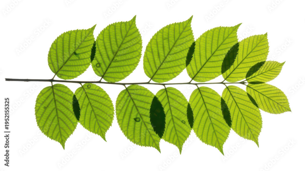 Fototapeta premium Fresh green leaves on a branch, file, standalone object