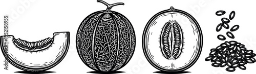 Hand drawn sketch of melon set, whole cantaloupe, sliced half with seeds, fruit wedge, and organic honey dew seed pile.
