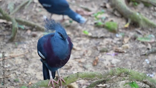 blue bird on the ground, bird shaking its head, biggest pigeon in the world, blue pigeon standing in the park