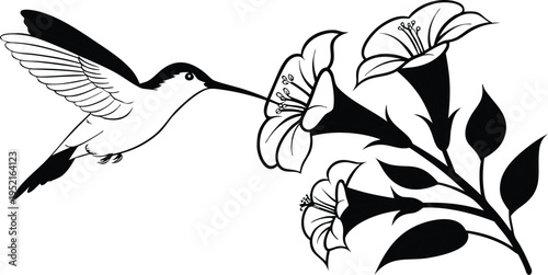 A black and white line art illustration of a small hummingbird drinking nectar from a flower