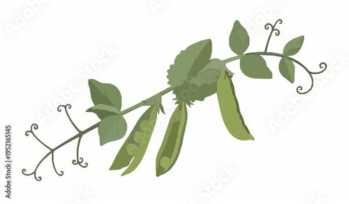 Botanical pea plant vector illustration with pods seeds leaves and tendrils detailed organic gardening design isolated on white background