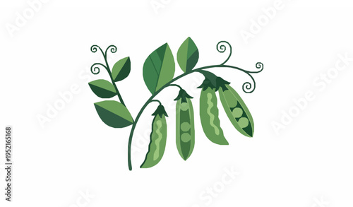 Flat style pea plant vector with green pods and seeds modern minimal botanical illustration isolated on white background
