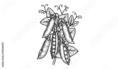 Hand drawn pea plant sketch vector with open pods and seeds vintage botanical line art isolated on white