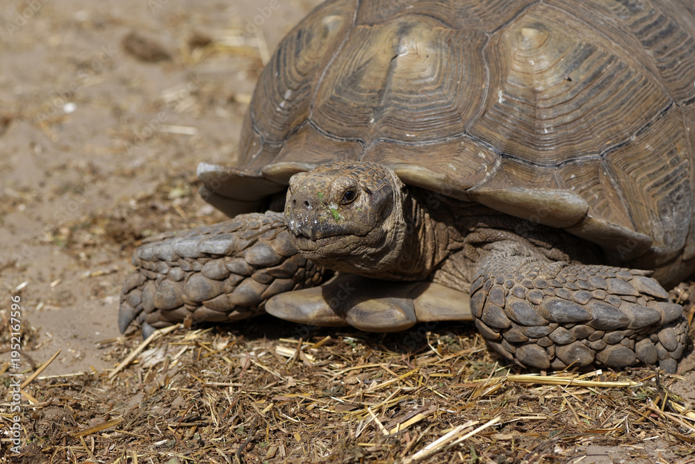 Naklejka premium Gros plan sur une tortue sillonnée