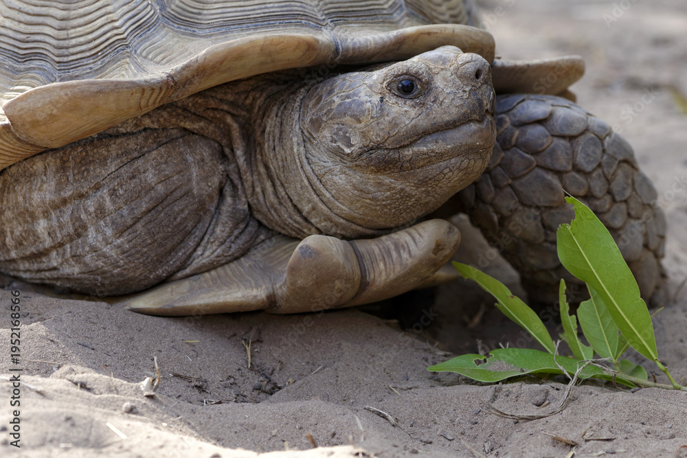 Obraz premium Gros plan sur une tortue sillonnée