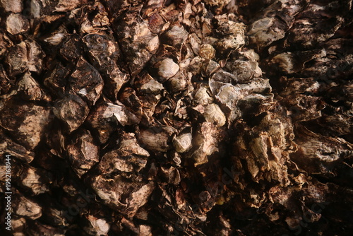 Foto Abstract texture of natural stone layers creating a rustic, organic pattern with