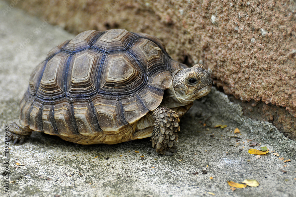 Obraz premium Jeune tortue
