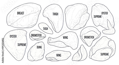 Chicken Cut Diagram: Breast, Thigh, Wing, Drumstick, Oyster, Supreme