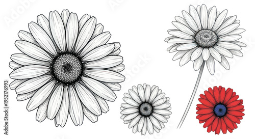 Photos Hand-drawn Daisy and Gerbera Flower Illustrations, Botanical Sketch, Line Art
