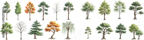 A Forest of Styles: Nature's Diversity