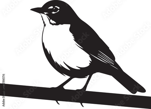 Black and white bird perched on a branch