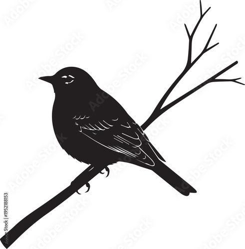 Black bird perched on a bare branch silhouette