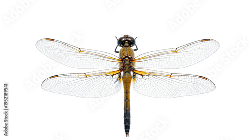 Dragonfly resting with spread wings, detailed macro shot against a clean white background, insect beauty