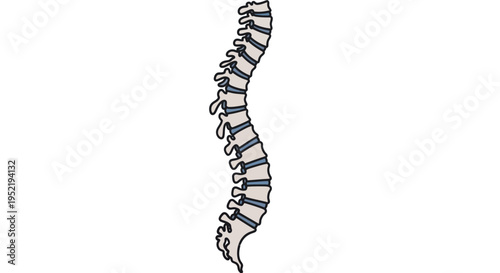 Human Spine Anatomy Illustration Detail View.