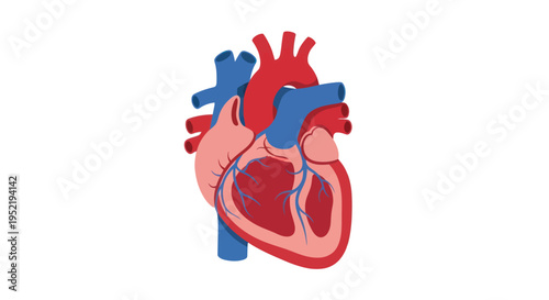 Human Heart Anatomy Illustration Detailed View.