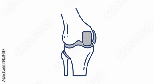 Knee Joint Anatomy Illustration.