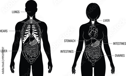 Detailed anatomical silhouettes of male and female bodies showing internal organs including heart lungs liver stomach and intestines for medical and educational purposes