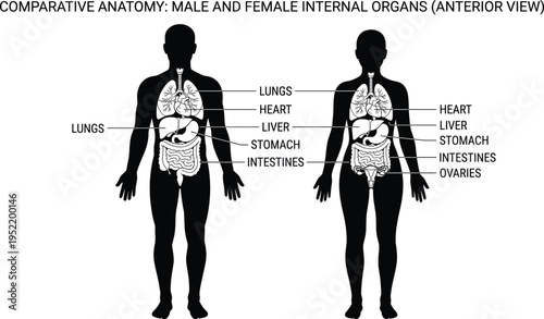 Comparative anatomy illustration of male and female silhouettes showing internal organs like lungs heart liver stomach intestines and ovaries in an anterior view