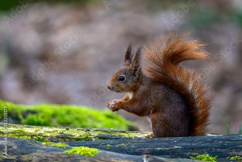 ein Eichhörnchen auf Nahrungssuche