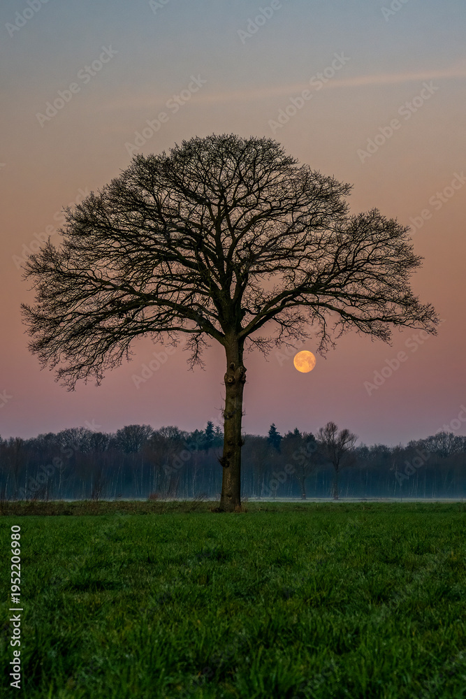 Naklejka premium eine Eiche auf einem Feld vor der Kulisse des aufgehenden Mondes