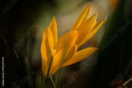 Golden Yellow Crocus Cluster Emerging from Dark Foliage in Early Spring — Botanical Resilience and Mindfulness Concept