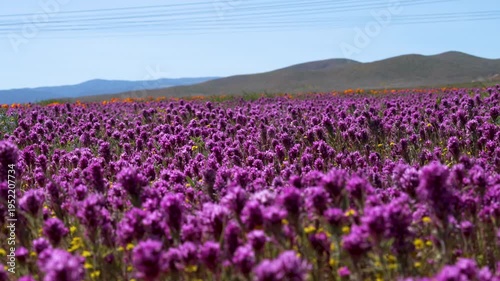 Wallpaper Mural Slow motion shot of purple owl's clover wildflower super bloom at Antelope Valley in Lancaster, California, USA Torontodigital.ca