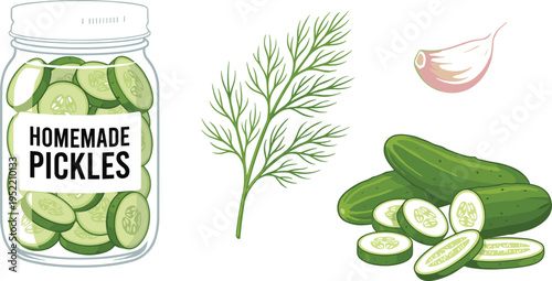 Homemade pickles illustration with cucumbers, dill and garlic, fresh organic food concept, preserved vegetables, healthy nutrition, kitchen recipe ingredient, flat vector design