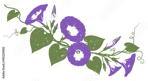 Purple morning glories with green leaves.