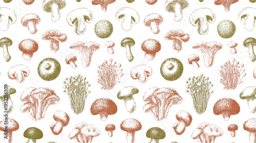 Various types of mushrooms on white background