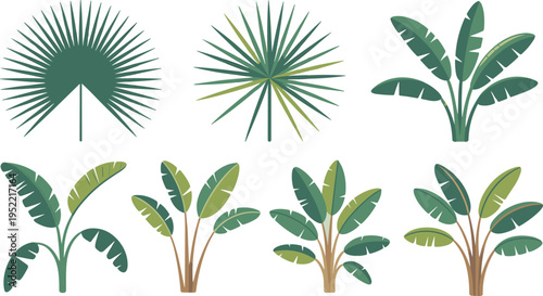 Tropical plant collection illustration, palm leaves and banana trees set, exotic botanical elements, jungle foliage design, nature greenery, flat vector decoration concept
